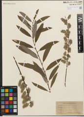 Foto von Salix humilis Marshall x Salix sericea Marshall